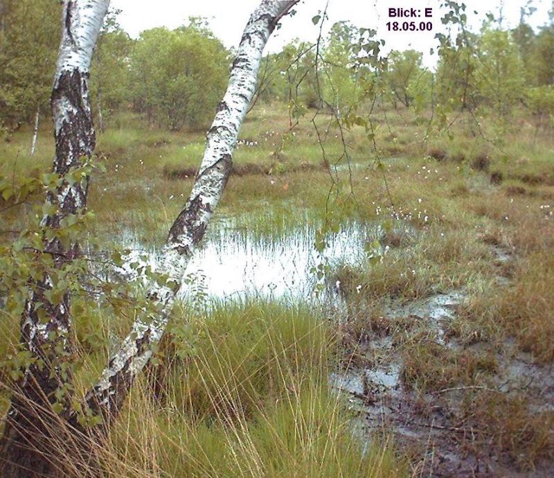 wollgr.jpg (134608 Byte)